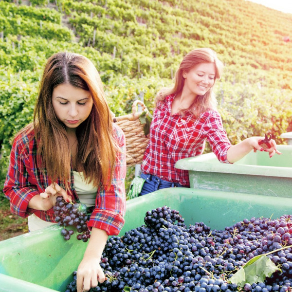 Vendemmia _ lavoro a rischio medio